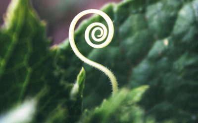 The Seed of Love – the longing takes me home