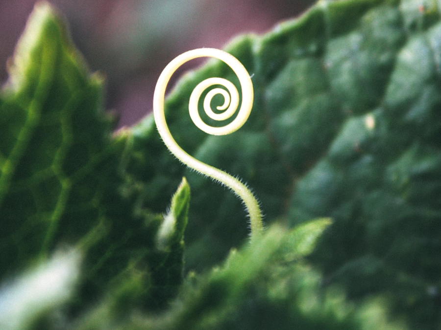 The Seed of Love – the longing takes me home
