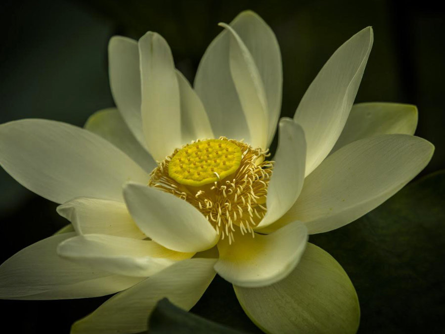 wam-joytima Lotus flower for WAM